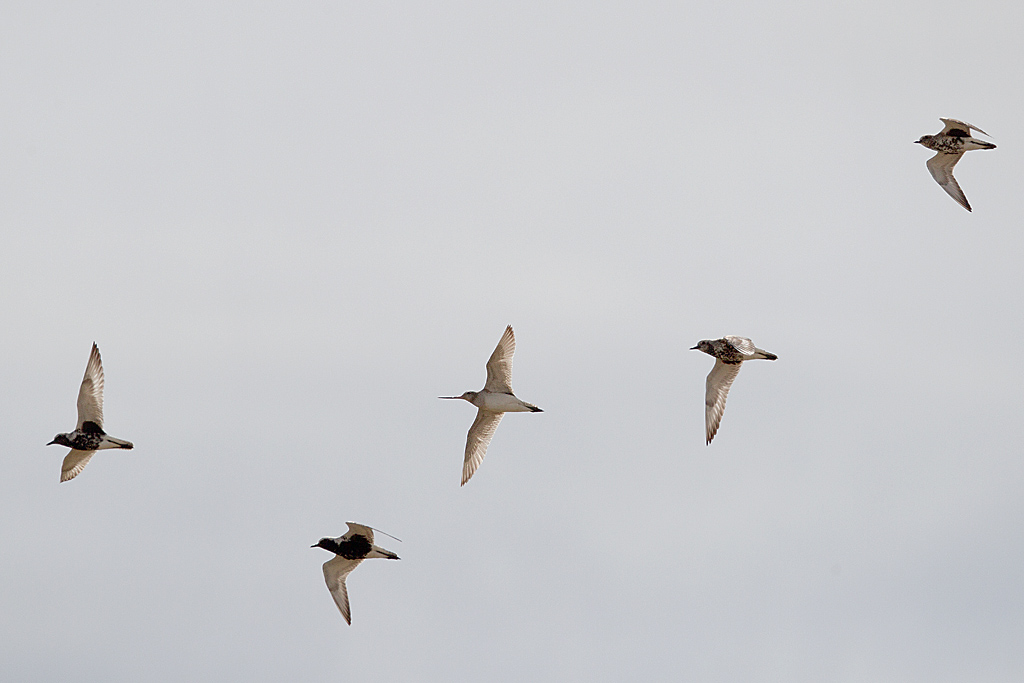 IMG_8487 IN.jpg