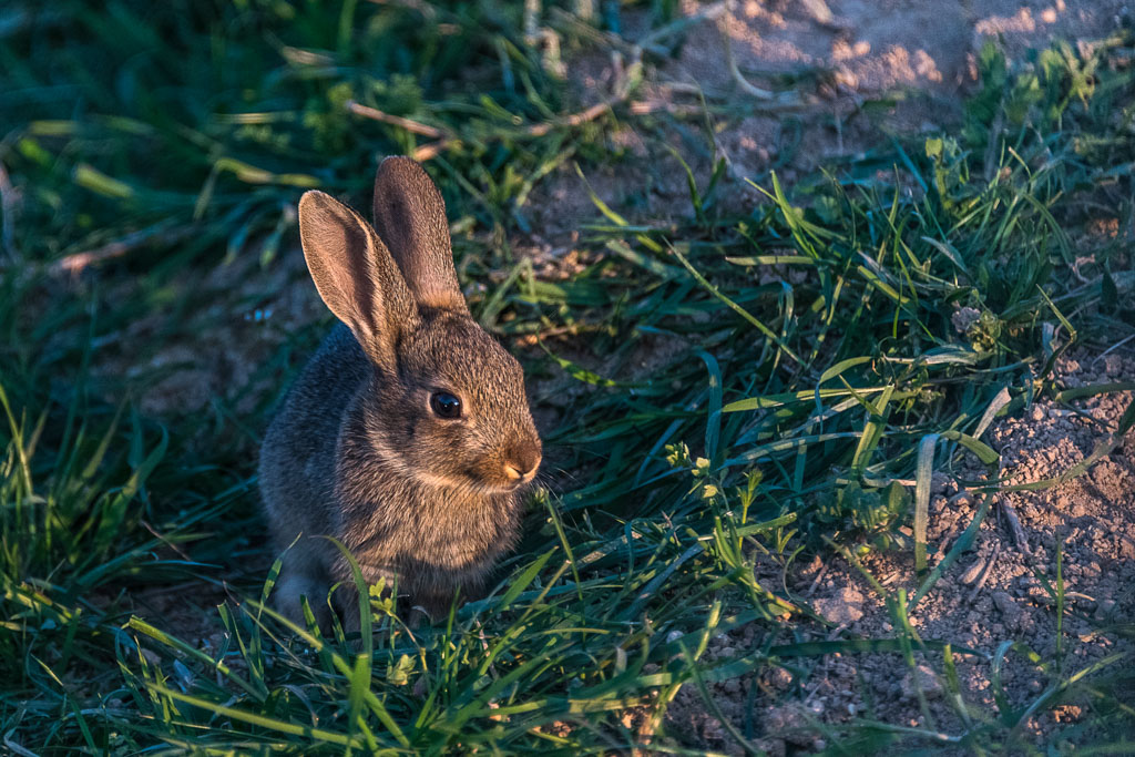 _D756615-ps.jpg