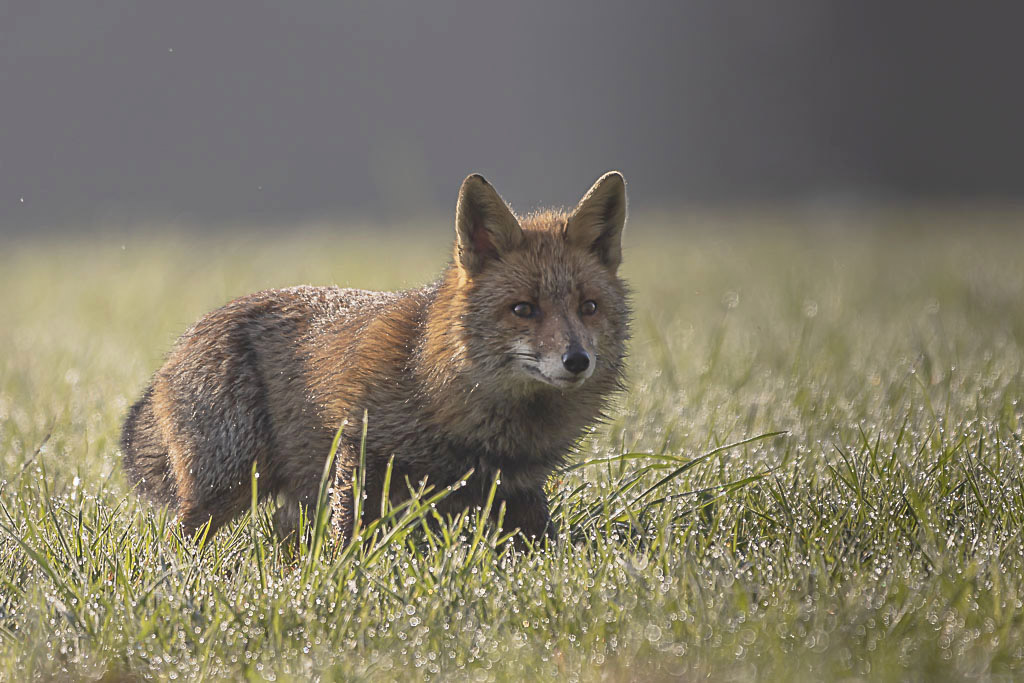 Renard2.jpg