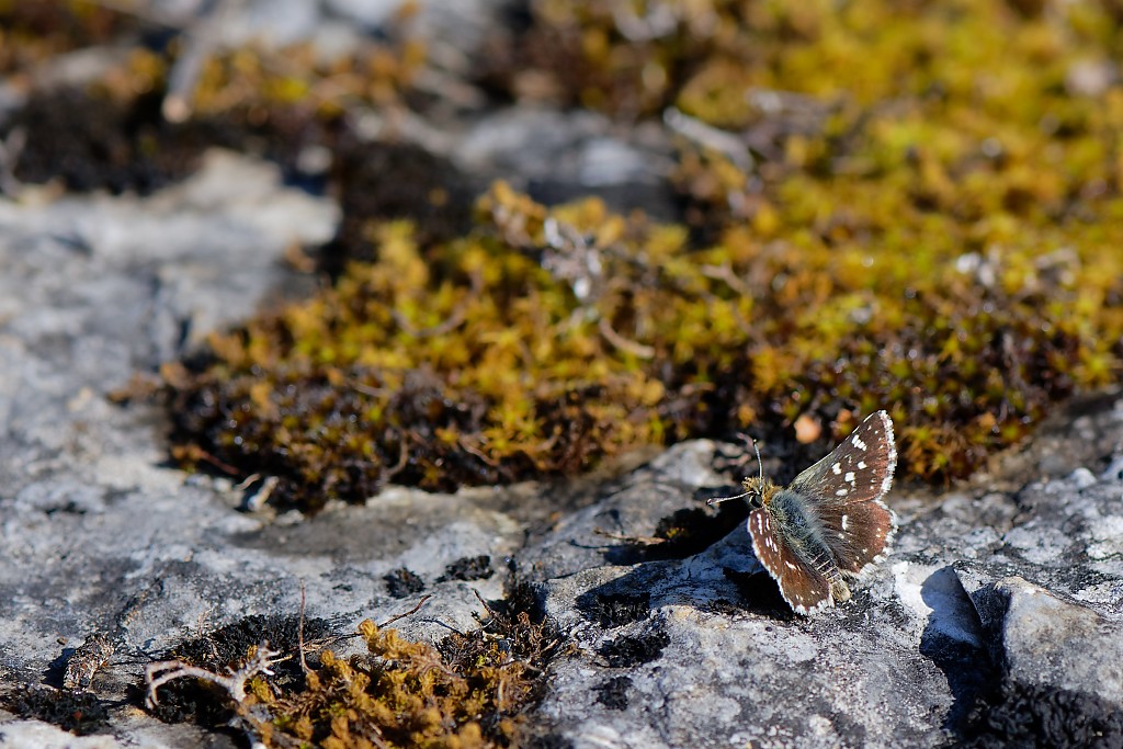 DSC_1479_DxO.jpg