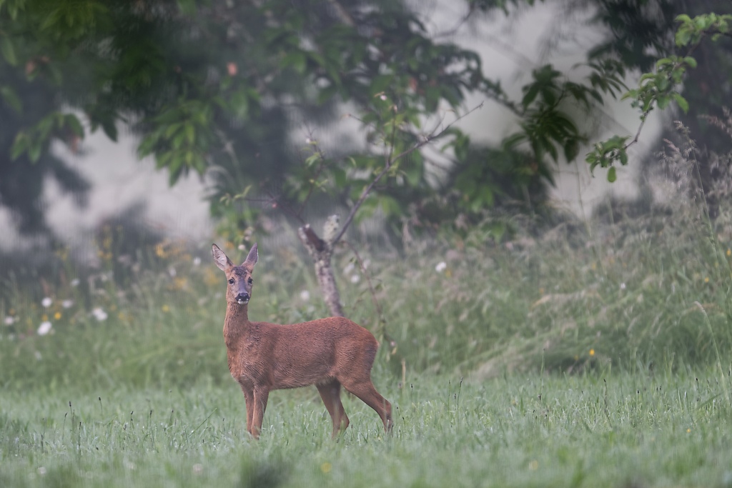 DSC_1787_DxO.jpg
