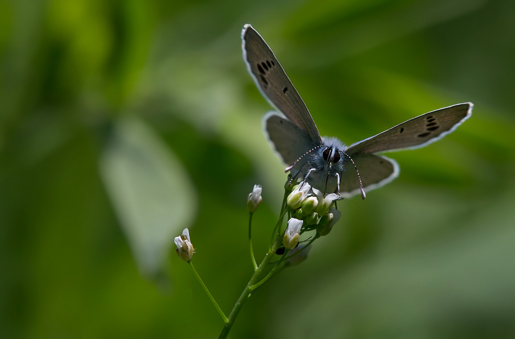 _MGL7345-cytises.jpg