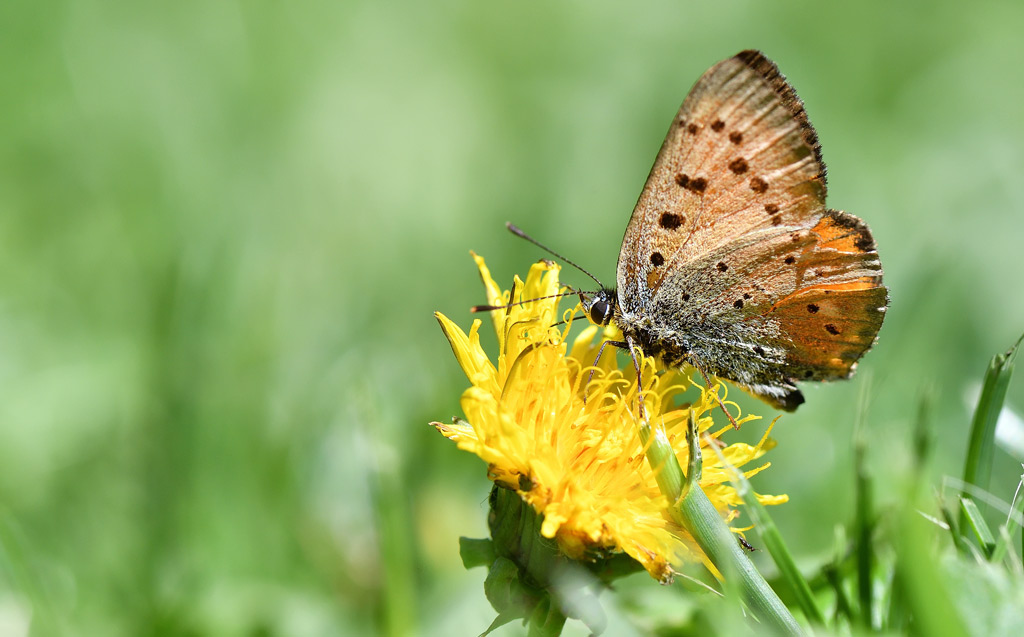 DS5_6298.jpg