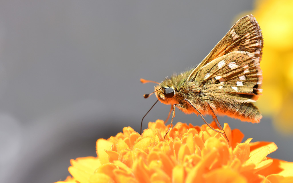 DS5_6316.jpg
