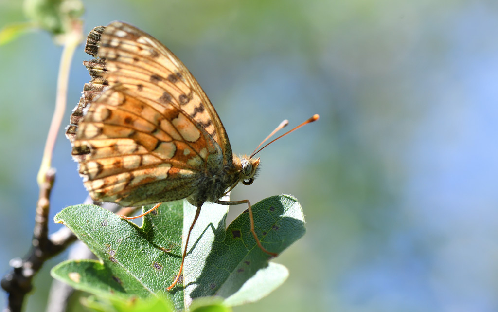 DS5_6361.jpg