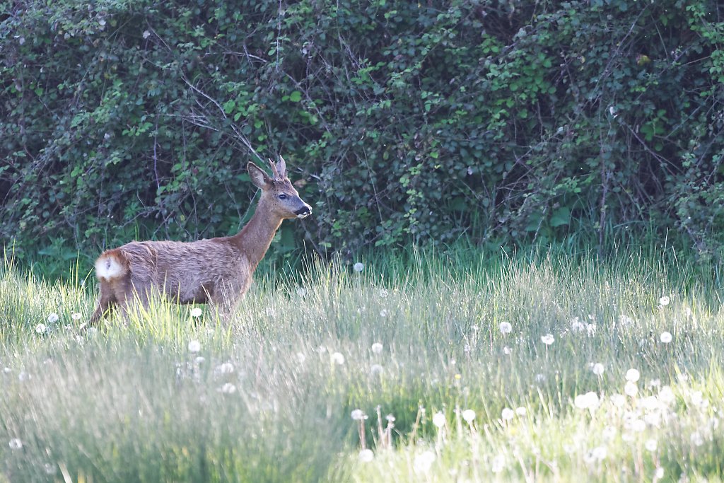 DSC_0417_DxO.jpg