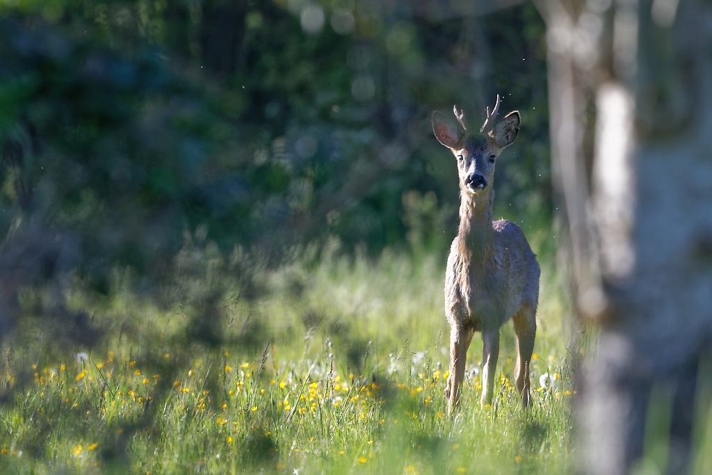 DSC_0426_DxO.jpg