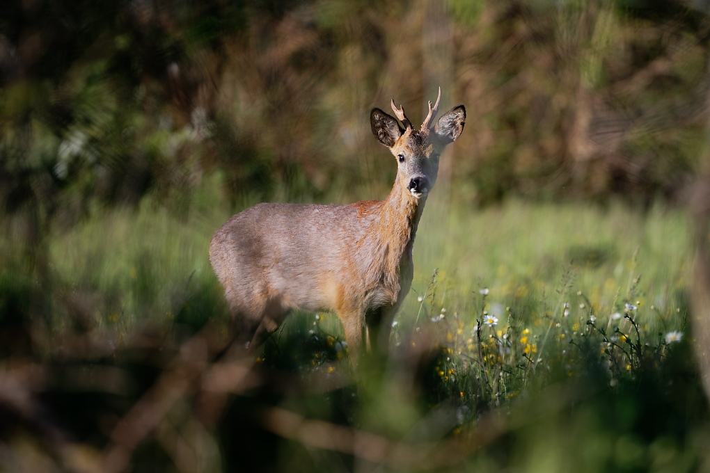 DSC_0432_DxO.jpg