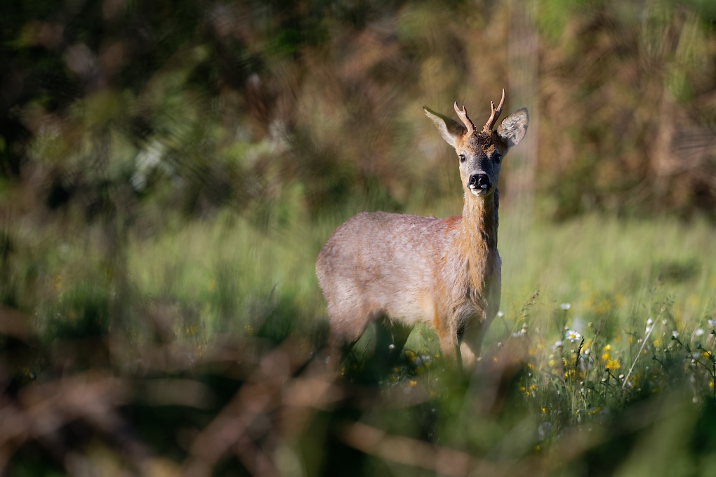 DSC_0433_DxO.jpg