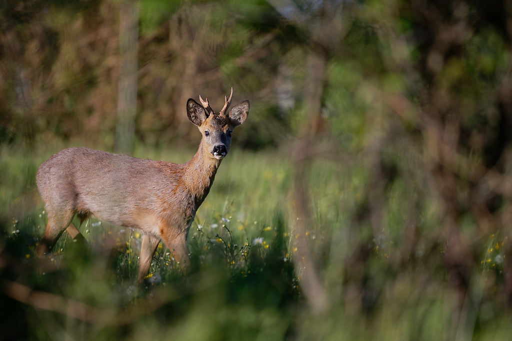 DSC_0435_DxO.jpg