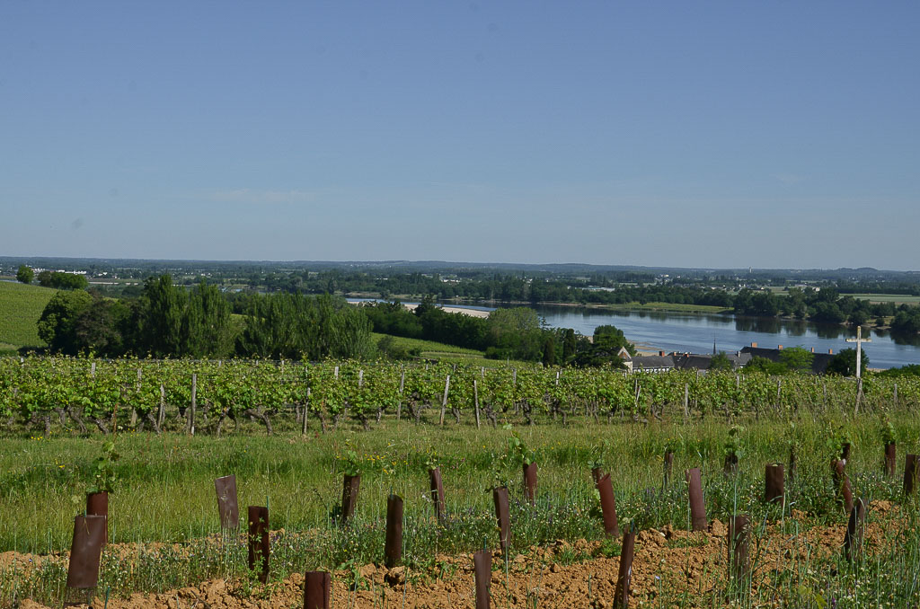 Vigne bis 3-3.jpg