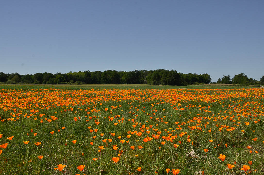Pavot de Californie_.jpg