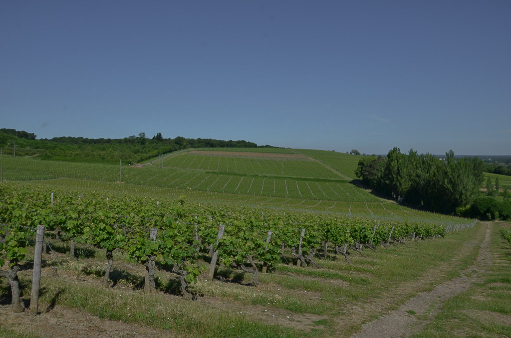 Bord de Loire-5.jpg