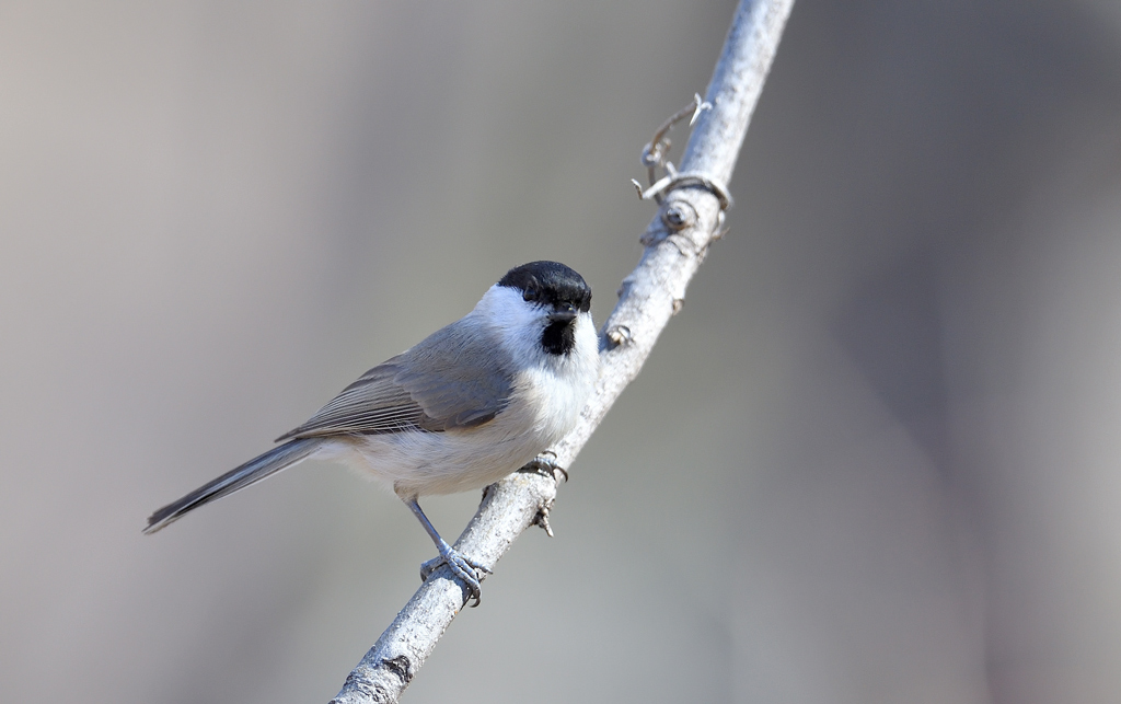 DS5_9107.jpg