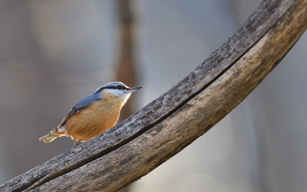 DS5_9282.jpg