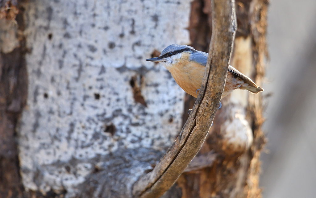 DS5_9300.jpg