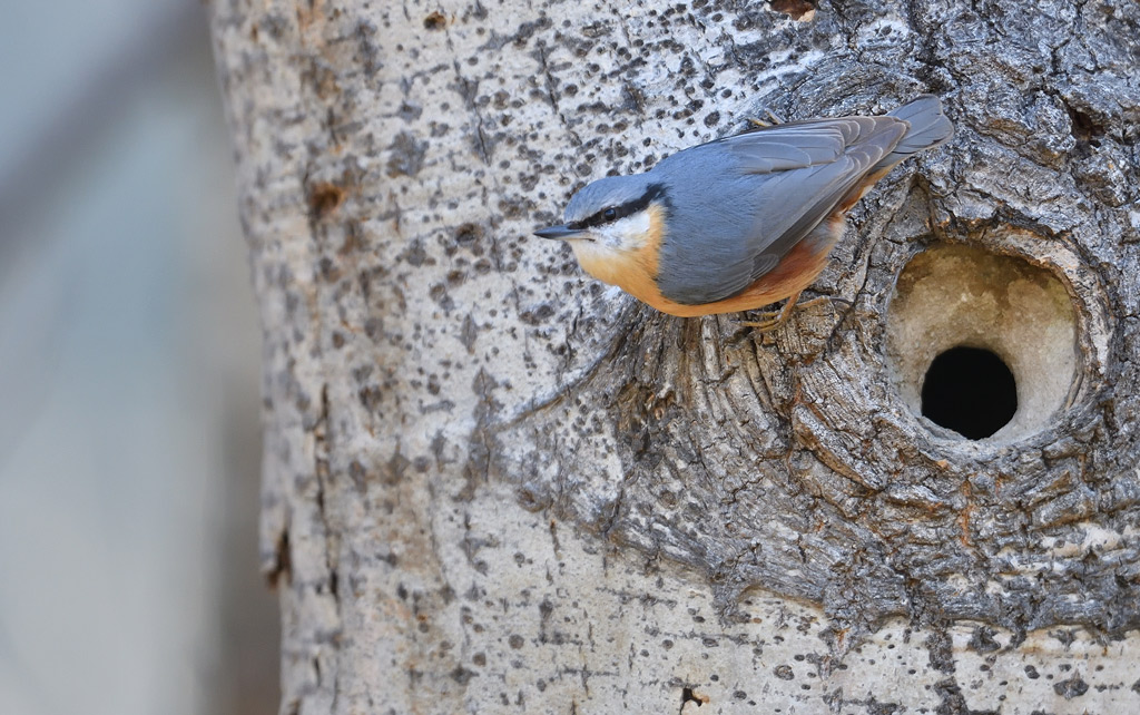 DS5_9311.jpg