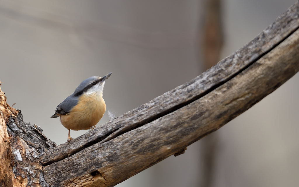 DS5_9394.jpg
