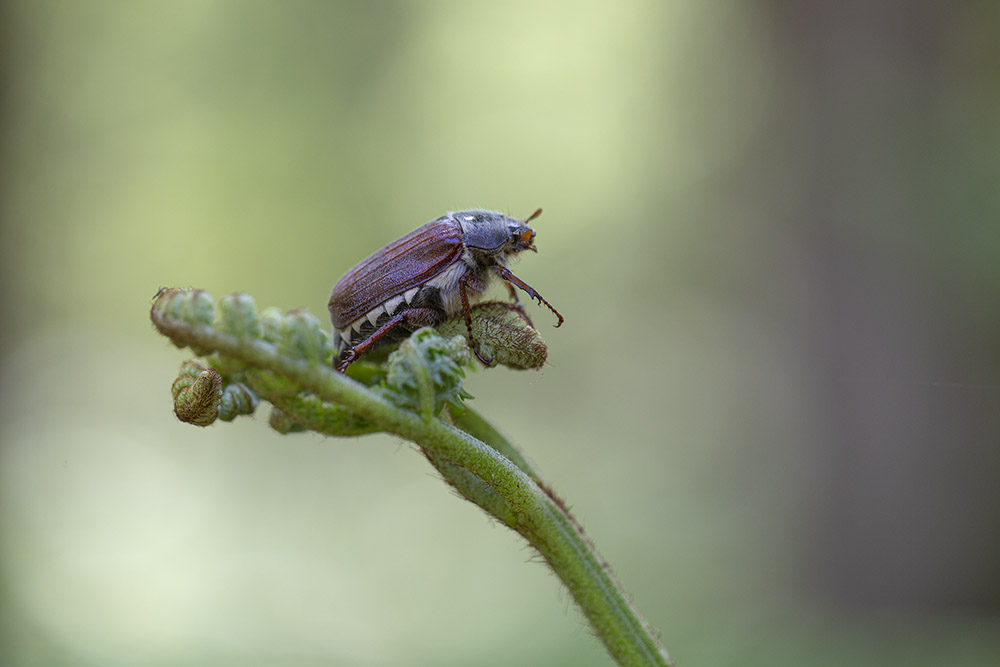 Guipereux _01-06-2019-14-44-31_0279.jpg