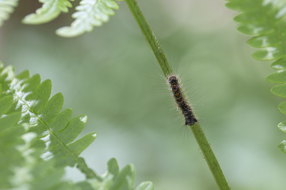 Guipereux _01-06-2019-15-45-12_0623.jpg