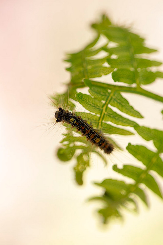 Guipereux _01-06-2019-15-31-19_0536 2.jpg