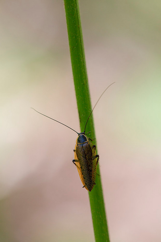 Guipereux _01-06-2019-15-29-37_0490 2.jpg