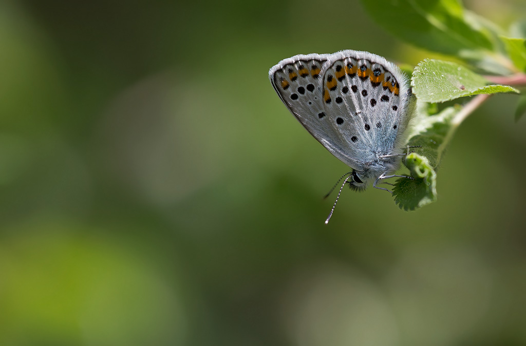 _MGL7838-petit-argus.jpg