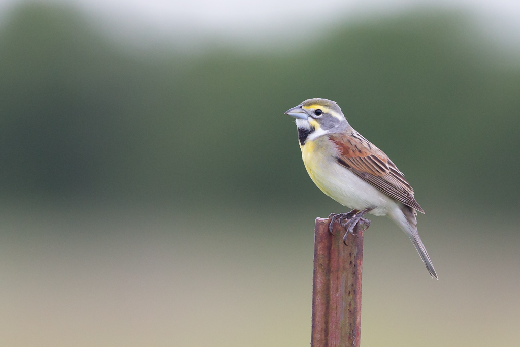 _IN Dickcissel d Amérique 2019-04 Fairview-12.jpg