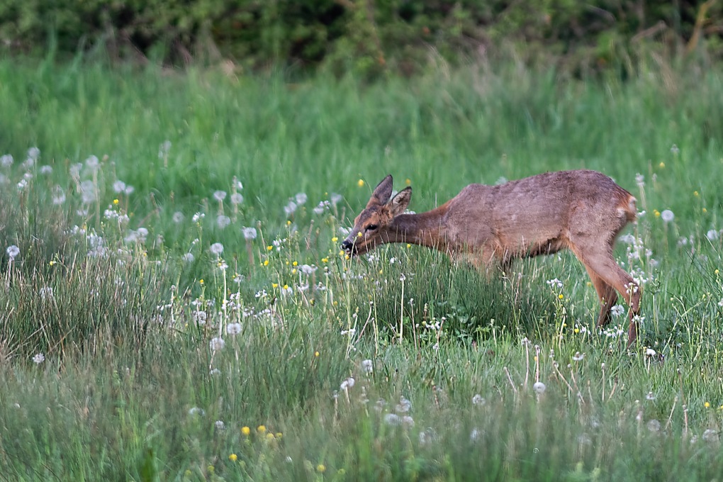 DSC_0856_DxO.jpg
