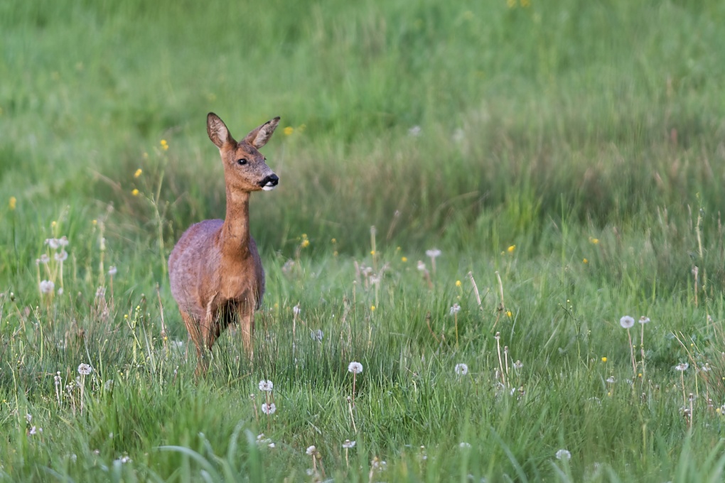 DSC_0869_DxO.jpg