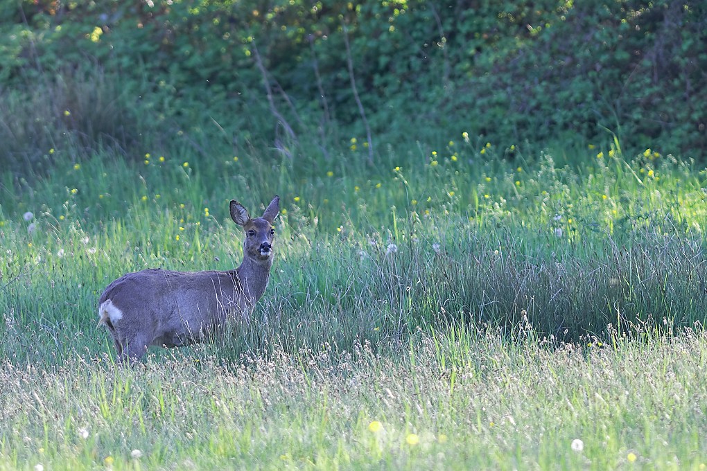 DSC_0933_DxO.jpg