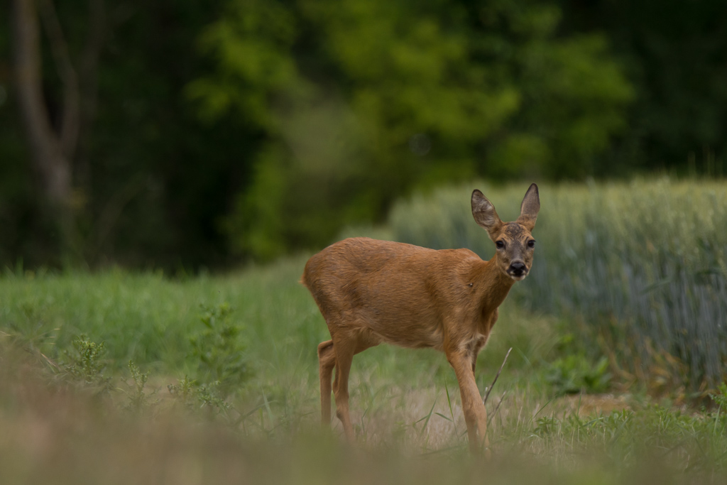 La curieuse-4.jpg