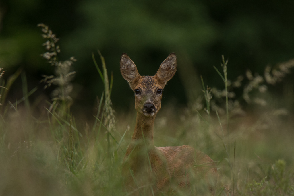 La curieuse-6.jpg