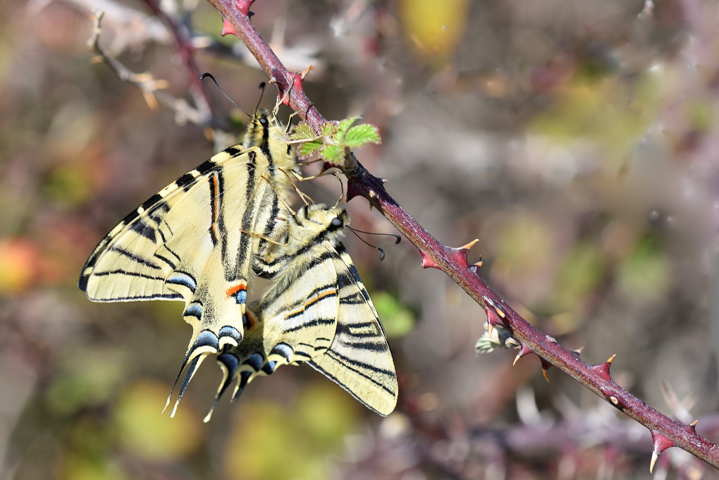 accouplement de voiliers blancs.jpg