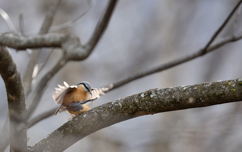 DS5_9420.jpg