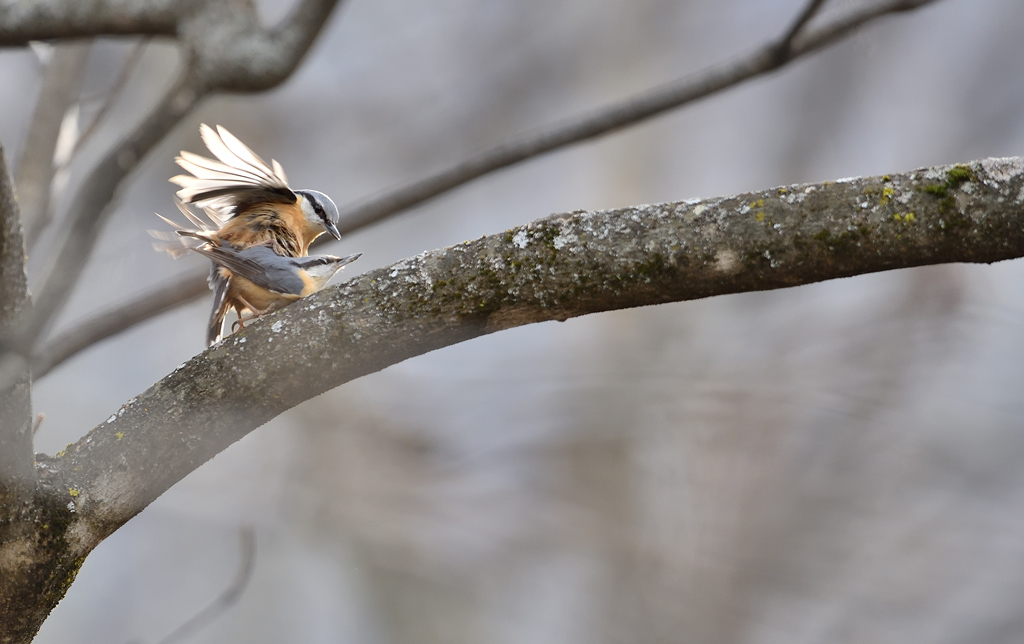 DS5_9423.jpg