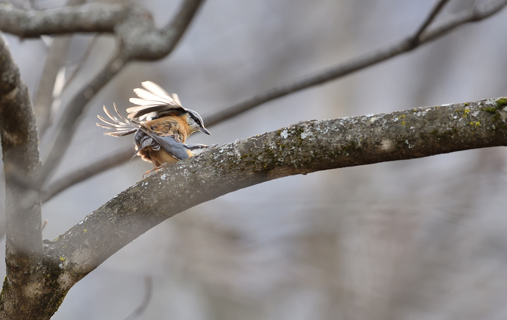 DS5_9425.jpg