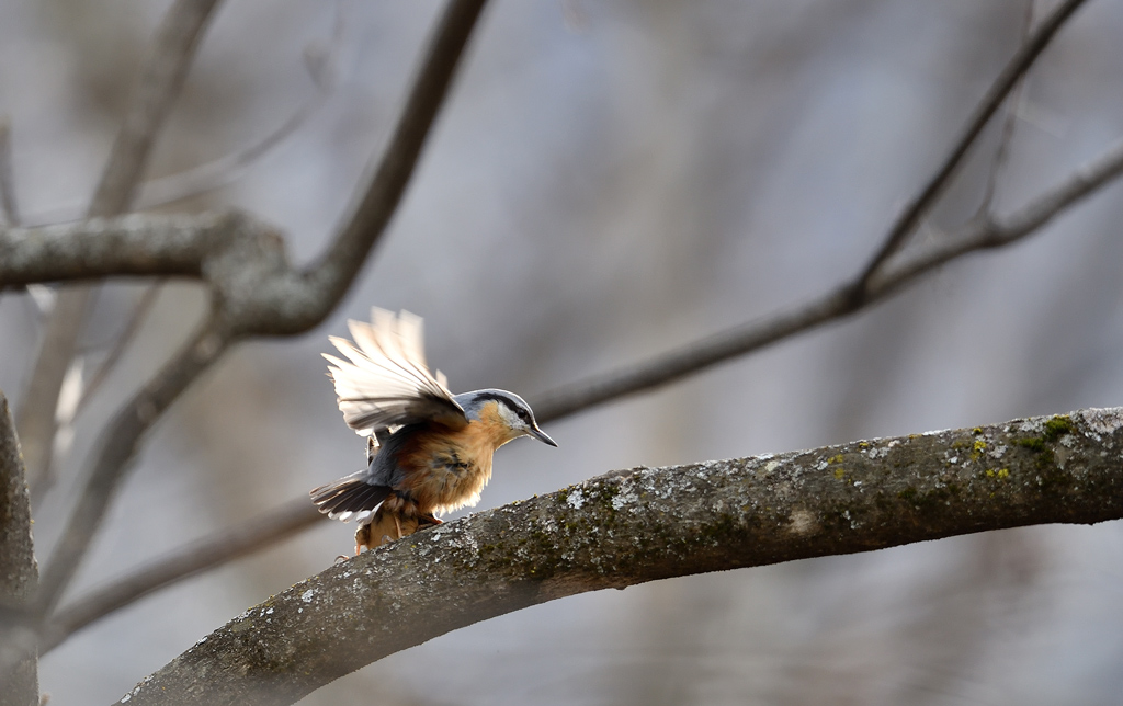 DS5_9450.jpg