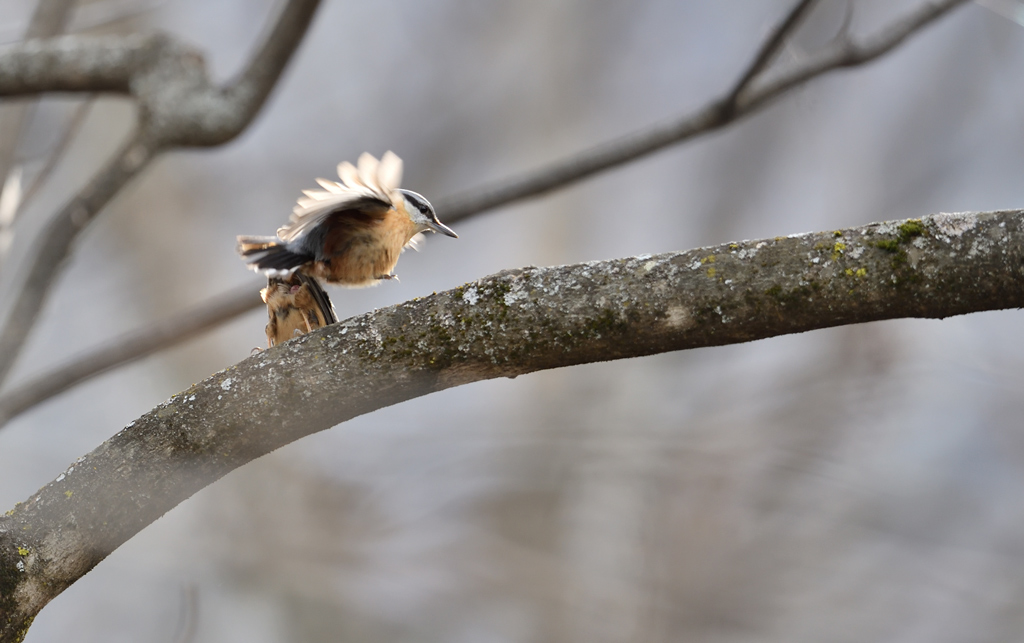 DS5_9451.jpg