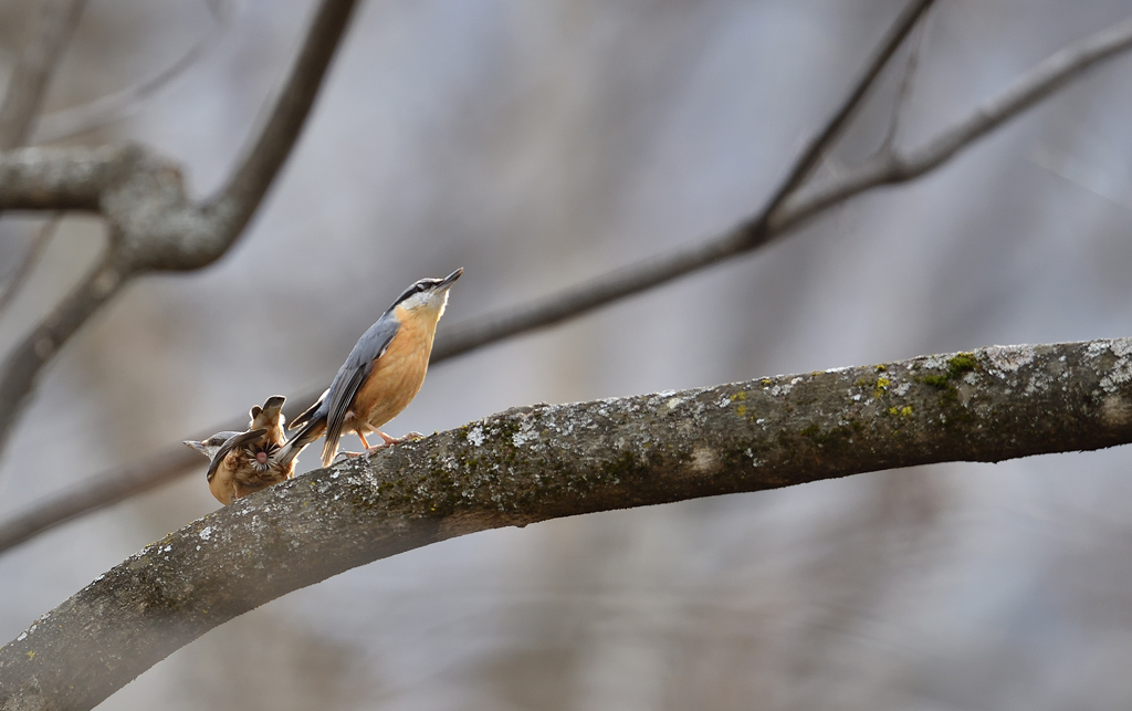 DS5_9453.jpg