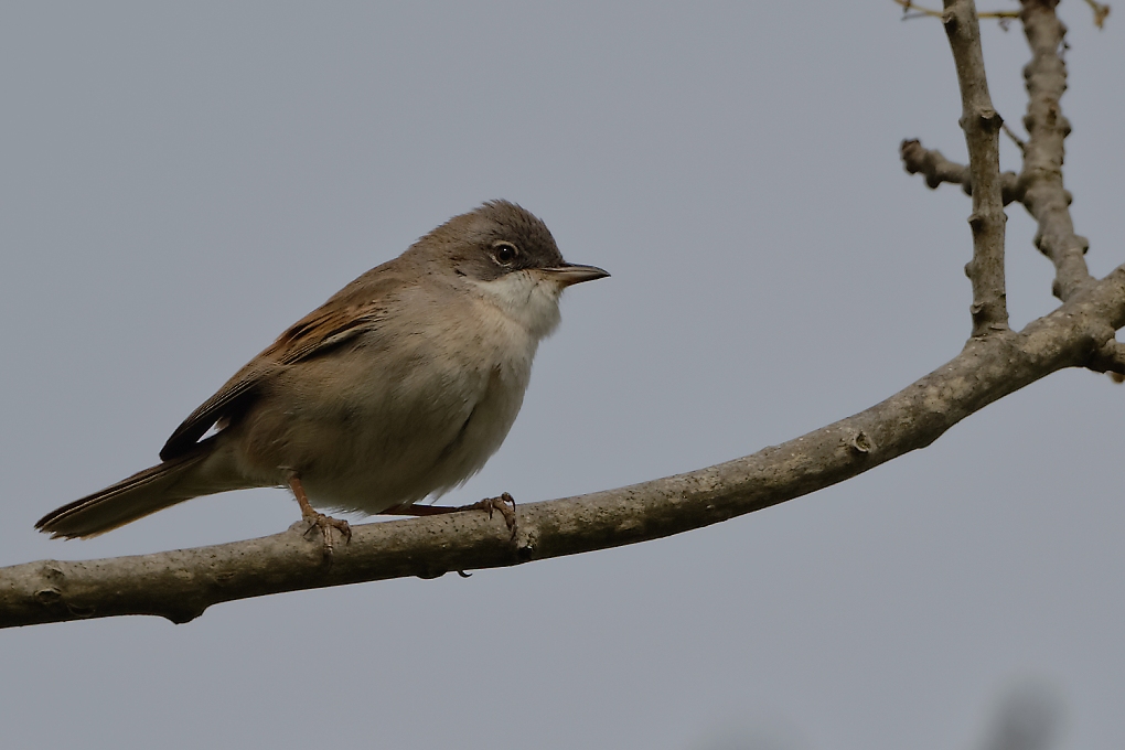 DSC_0364_DxO-1.jpg