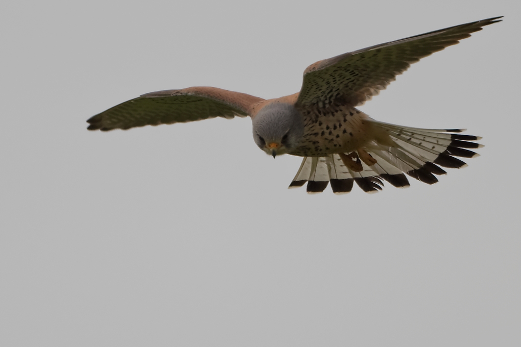 DSC_7972_DxO.jpg