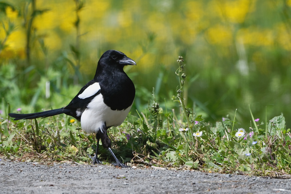 DSC_0389_DxO.jpg
