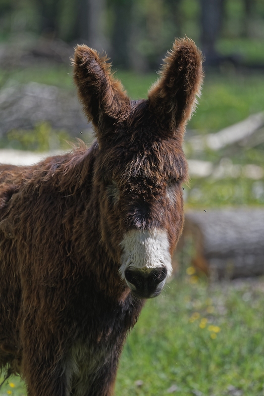 DSC_8173_DxO.jpg