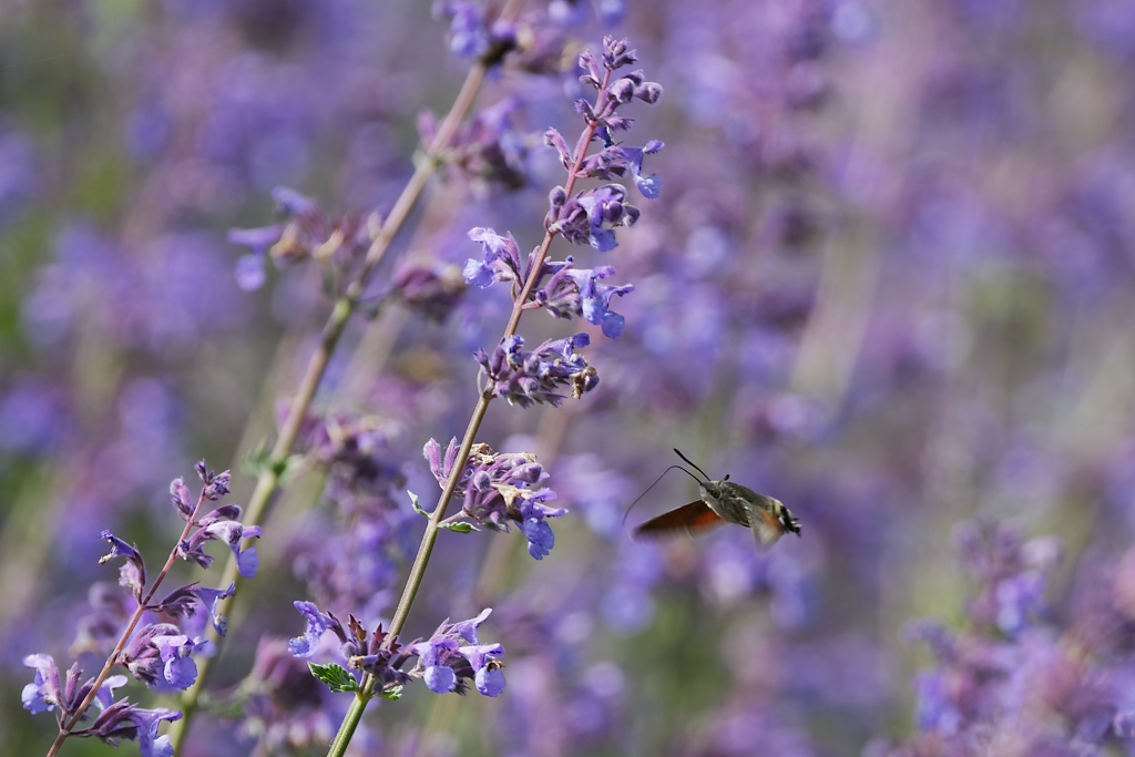 DSC_9017_DxO.jpg