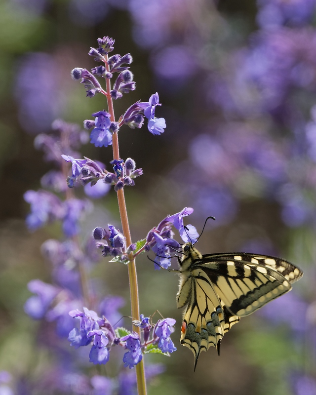 DSC_9040_DxO.jpg