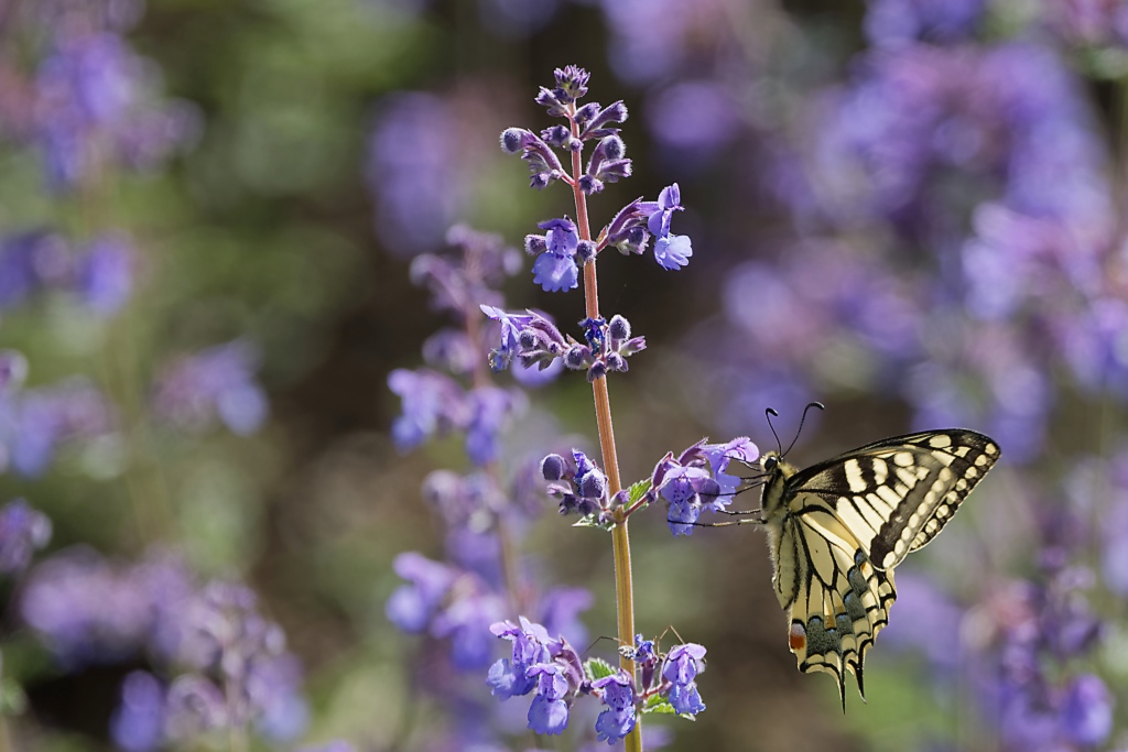 DSC_9041_DxO.jpg