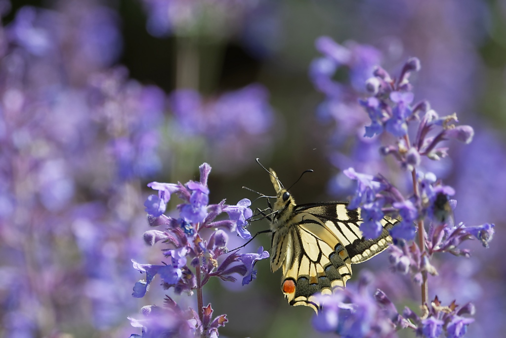 DSC_9051_DxO.jpg