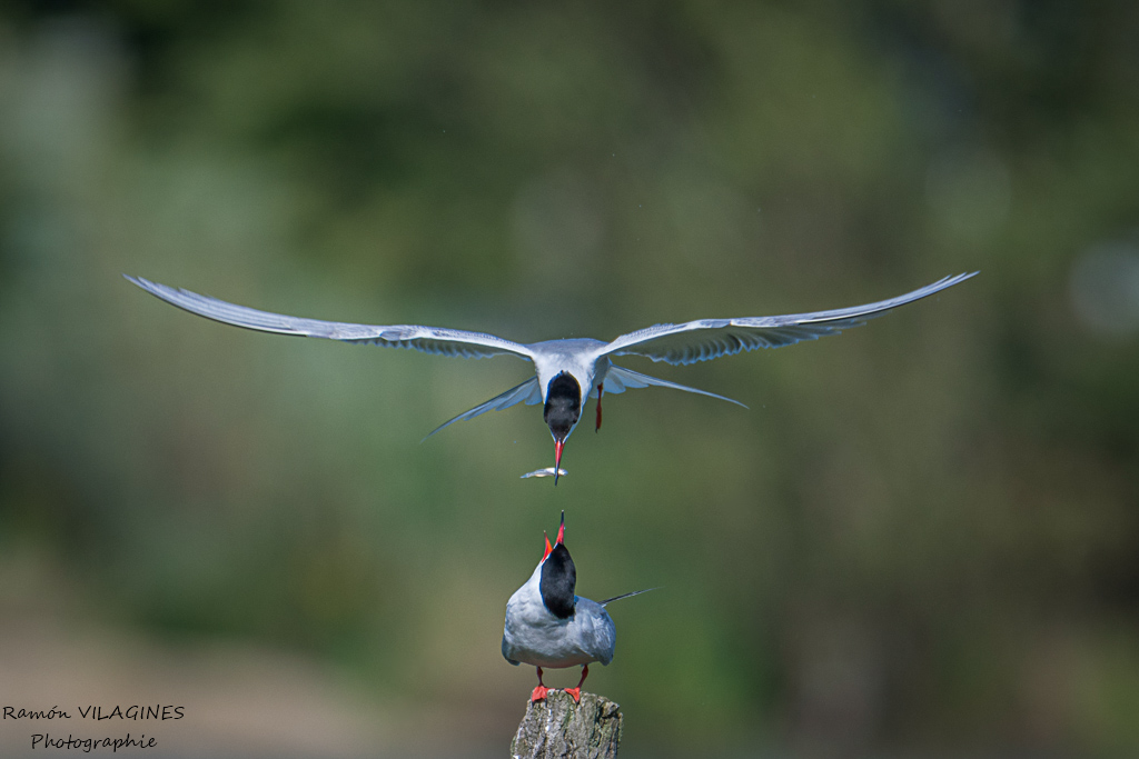 DSC_5323-ps.jpg