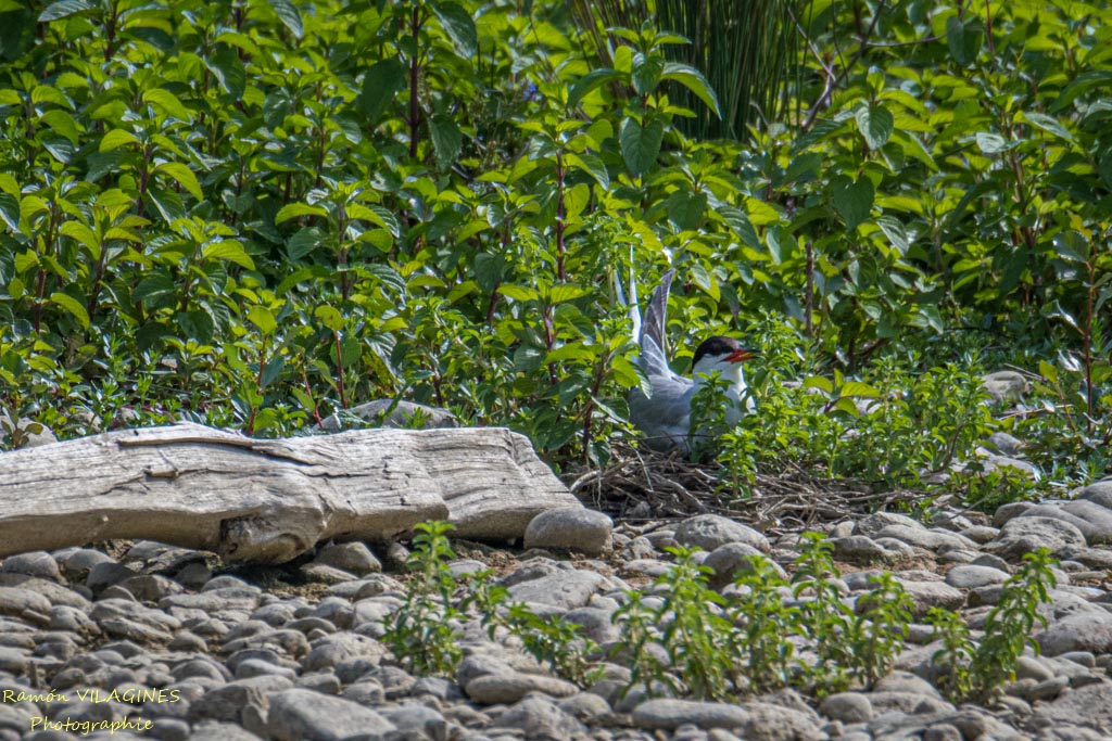 DSC_5749.jpg